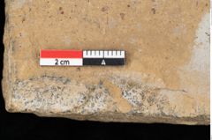 Foto (Detailansicht) von Pinus palaeostrobus Ettingshausen (NHMW-GEO-2024-0188-0213)